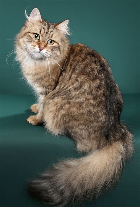 The average size of a Norwegian Forest cat is anywhere from 9 to 16 pounds, with males being somewhat larger than females typically. . Siberian dynasty kittens